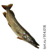 Щука Esox lucius. Стоковое фото, фотограф Инна Грязнова / Фотобанк Лори