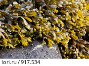 Водоросли фукусы (Fucus vesiculosus) на прибрежных камнях. Стоковое фото, фотограф Наталия Шевченко / Фотобанк Лори