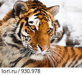 Портрет тигра. Стоковое фото, фотограф Игорь Жоров / Фотобанк Лори