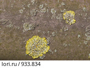 Лишайник - ксантория постенная или стенная золотянка - Xanthoria parietina. Стоковое фото, фотограф Иван Сазыкин / Фотобанк Лори