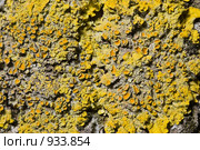 Лишайник - ксантория постенная или стенная золотянка - Xanthoria parietina - центральная часть таллома. Стоковое фото, фотограф Иван Сазыкин / Фотобанк Лори