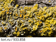 Лишайник - ксантория постенная или стенная золотянка - Xanthoria parietina - центральная часть таллома. Стоковое фото, фотограф Иван Сазыкин / Фотобанк Лори