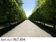 Петергоф. Аллея (2009 год). Редакционное фото, фотограф Лев Бирюков / Фотобанк Лори