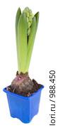 Гиацинт (Hyacinthus) Стоковое фото, фотограф Кристина Викулова / Фотобанк Лори
