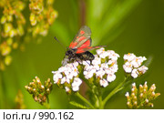 Пестрянка таволговая (Zygaena filipendulae) на цветке. Стоковое фото, фотограф Вячеслав Беляев / Фотобанк Лори