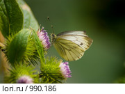 Бабочка брюквенница (Pieris napi) на цветке чертополоха. Стоковое фото, фотограф Вячеслав Беляев / Фотобанк Лори