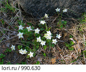 Одноцветка крупноцветковая (Moneses uniflora) семейства Грушанковые. Стоковое фото, фотограф Т. З. / Фотобанк Лори