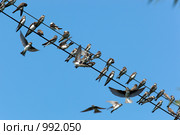 Ласточка-береговушка (лат. Riparia riparia) Стоковое фото, фотограф Василий Вишневский / Фотобанк Лори