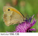Бабочка Бархатница волоокая ( Maniola (Hyponephele) jurtina ) Стоковое фото, фотограф Александр Шуть / Фотобанк Лори
