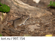 Мышь полевая, Apodemus agrarius, Striped Field Mouse. Стоковое фото, фотограф Василий Вишневский / Фотобанк Лори