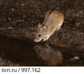 Мышь полевая, Apodemus agrarius, Striped Field Mouse. Стоковое фото, фотограф Василий Вишневский / Фотобанк Лори