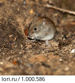 Полевка рыжая, Clethrionomys glareolus, Bank Vole. Стоковое фото, фотограф Василий Вишневский / Фотобанк Лори