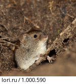 Полевка рыжая, Clethrionomys glareolus, Bank Vole. Стоковое фото, фотограф Василий Вишневский / Фотобанк Лори