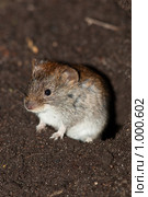 Полевка рыжая, Clethrionomys glareolus, Bank Vole. Стоковое фото, фотограф Василий Вишневский / Фотобанк Лори