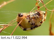Крестовик четырёхпятнистый (луговой) (Araneus quadratus). Самка. Стоковое фото, фотограф Sergey Toronto / Фотобанк Лори