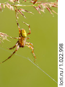 Крестовик четырёхпятнистый (луговой) (Araneus quadratus.) Самец. Стоковое фото, фотограф Sergey Toronto / Фотобанк Лори