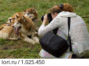 Женщина фотографирует собак (2009 год). Редакционное фото, фотограф Влад Нордвинг / Фотобанк Лори