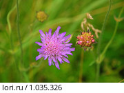 Короставник полевой (лат. Knautia arvensis) Стоковое фото, фотограф lana1501 / Фотобанк Лори