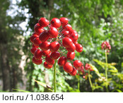 Воронец красноплодный  Actaea erythrocarpa. Стоковое фото, фотограф Т. З. / Фотобанк Лори
