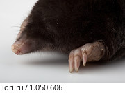 Крот обыкновенный, Talpa europaea, European Mole. Стоковое фото, фотограф Василий Вишневский / Фотобанк Лори