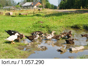 Индоутки в деревне. Стоковое фото, фотограф Михаил Павлов / Фотобанк Лори