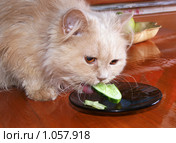 Кошка -  любительница свежих огурцов. Стоковое фото, фотограф Ирина Кожемякина / Фотобанк Лори
