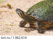Красноу́хая черепа́ха (лат. Trachemys scripta) Стоковое фото, фотограф Ирина Кожемякина / Фотобанк Лори