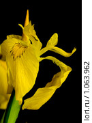 Ирис жёлтый на чёрном фоне. Ирис болотный, аировидный. Iris pseudacorus. Стоковое фото, фотограф Алла Матвейчик / Фотобанк Лори