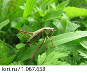 Серый кузнечик (Decticus verrucivorus) Стоковое фото, фотограф Беляева Наталья / Фотобанк Лори