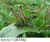 Зеленая форма кузнечика серого (Decticus verrucivorus) Стоковое фото, фотограф Беляева Наталья / Фотобанк Лори