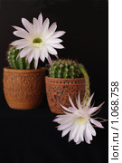 Цветы кактуса "Echinopsis hybr." на черном фоне. Стоковое фото, фотограф Галина Хорошман / Фотобанк Лори