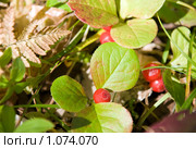 Красника (клоповка). Vaccinium praestans. Стоковое фото, фотограф Ирина Игумнова / Фотобанк Лори