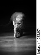 Домашняя кошка охотится. Стоковое фото, фотограф Ксения Крылова / Фотобанк Лори