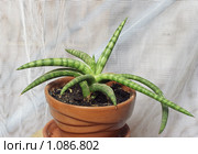Сансевиерия цилиндрическая (Sansevieria cylindrica) Стоковое фото, фотограф Александр Курлович / Фотобанк Лори