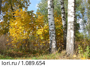 Стволы берёз на фоне желтых кленовых листьев. Стоковое фото, фотограф Полина Столбушинская / Фотобанк Лори