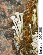 Кладония бахромчатая - Cladonia fimbriata - лишайник. Стоковое фото, фотограф pzAxe / Фотобанк Лори