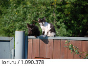 2 котенка на заборе. Стоковое фото, фотограф Григорий Евсеев / Фотобанк Лори