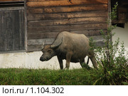 Буйвол в деревне (2008 год). Стоковое фото, фотограф Пётр Соболев / Фотобанк Лори