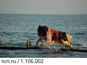 Собака породы ньюфаундленд прыгает с волнореза в море. Стоковое фото, фотограф Сычёва Татьяна / Фотобанк Лори