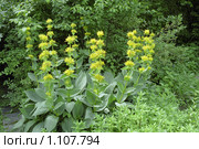 Горечавка желтая (Gentiana lutea) Стоковое фото, фотограф Александр Курлович / Фотобанк Лори