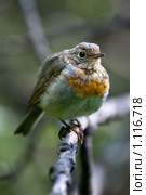 Молодая Зарянка, или Малиновка, Robin (Erithacus rubecula) Стоковое фото, фотограф Василий Вишневский / Фотобанк Лори