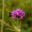 Василек луговой; Centaurea jacea. Стоковое фото, фотограф Вячеслав Потапов / Фотобанк Лори