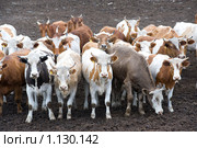 Стадо коров на стойловом содержании. Стоковое фото, фотограф Александр Подшивалов / Фотобанк Лори