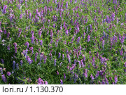 Мышиный горошек, вика многоцветковая (Vicia cracca) Стоковое фото, фотограф Григорий Писоцкий / Фотобанк Лори