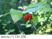 Ягода костяника. Rubus saxatilis. Стоковое фото, фотограф Григорий Писоцкий / Фотобанк Лори