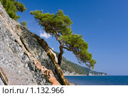 Сосна пицундская (Pinus pityusa Stev.) на скале над Черным морем. Геленджик (2009 год). Стоковое фото, фотограф Игорь Смыков / Фотобанк Лори
