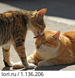 Кошки. Стоковое фото, фотограф Raulin / Фотобанк Лори