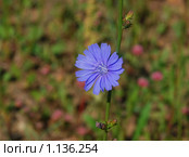 Цикорий обыкновенный (Cichorium intybus) Стоковое фото, фотограф Алёшина Оксана / Фотобанк Лори