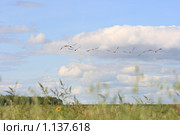 Стая журавлей летит над полем. Стоковое фото, фотограф Григорий Писоцкий / Фотобанк Лори
