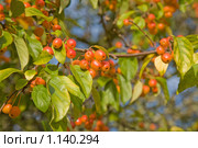 Malus prunifolia – Яблоня китайская, или сливолистная. Стоковое фото, фотограф Tamara Kulikova / Фотобанк Лори